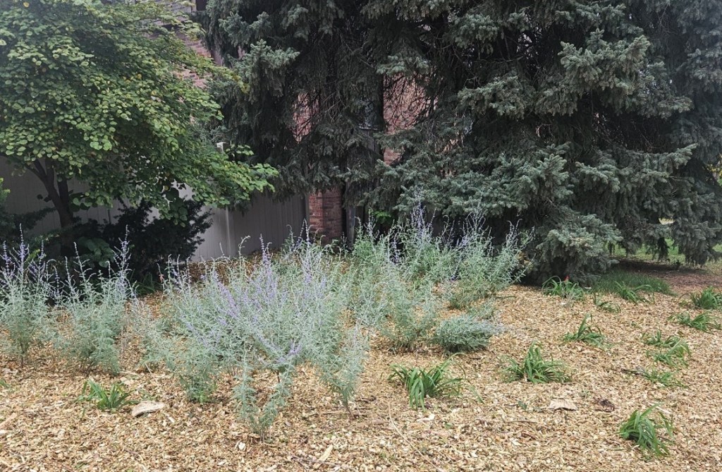 A garden planted with lavender.