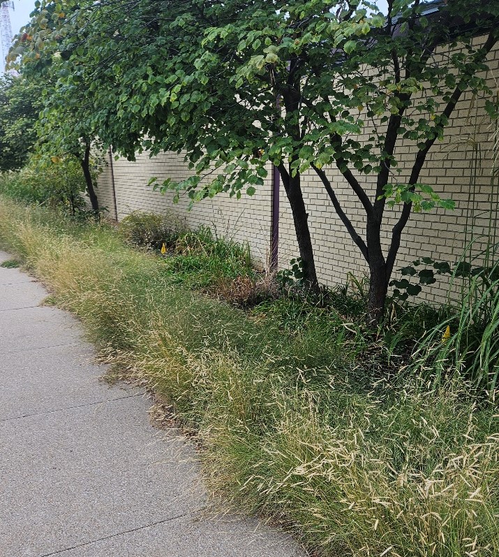 A garden planted with native grasses and small trees.