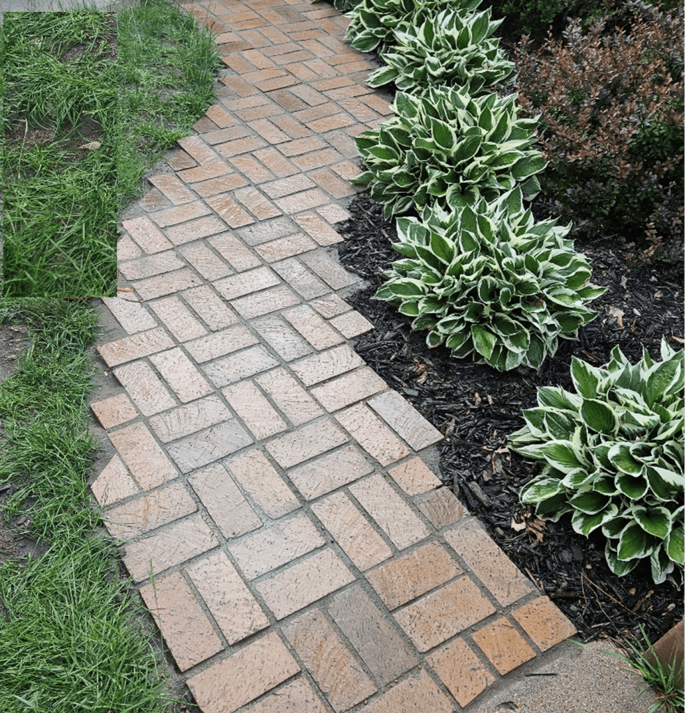A brick pathway lined with hostas.